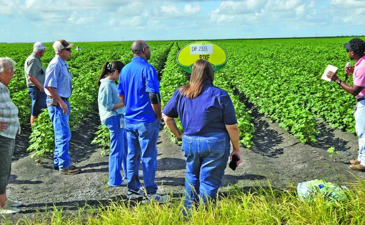 Sentinel Photo/Jessica Shepard Wharton County AgriLife Extension Program Specialist Simeon Ross, right, discussed the types of insect pests that have been visible in cotton crops in the area during Matagorda County’s annual “Row Crop Tour” on June 11. Tour attendees were able to get up close and personal with cotton, grain sorghum and corn trial crops.